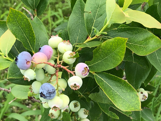 茂木ブルーベリー園