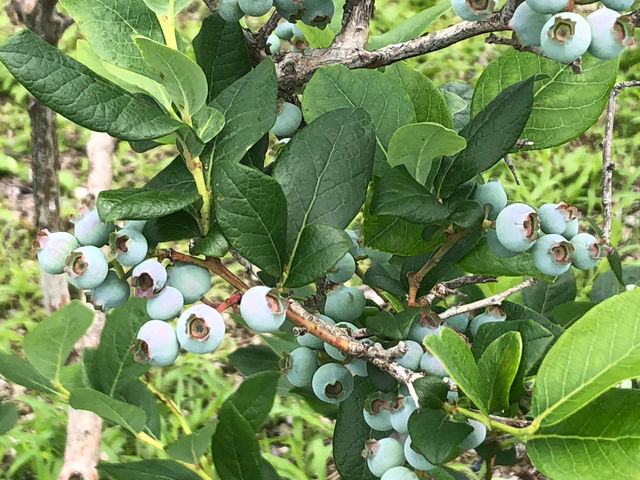 茂木ブルーベリー園