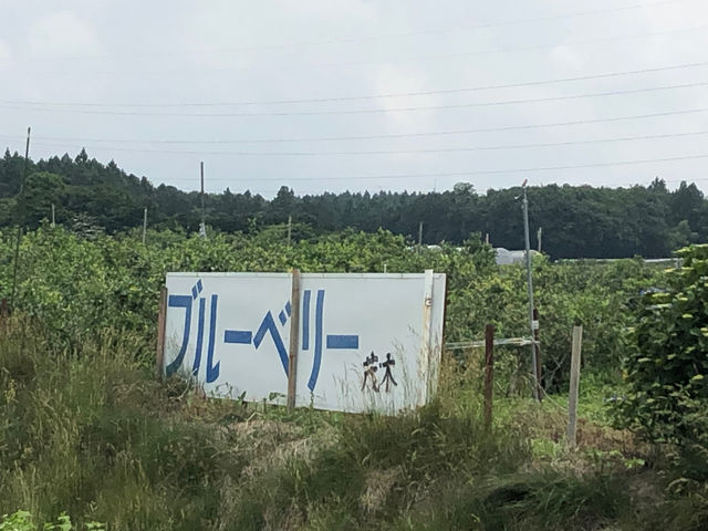 茂木ブルーベリー園