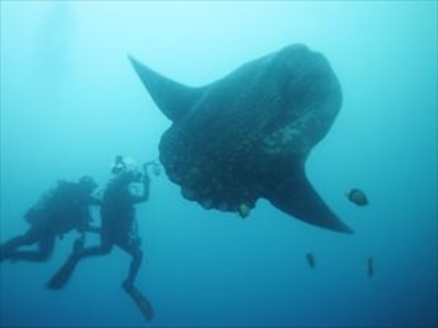体験ダイビングの次はライセンスを取って...。_DIVING ADVENTURE STUDIO 愛