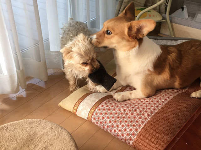 コーギーとヨークシャーテリアが居ますが、基本的に別室に移動させていますので、犬の苦手な方でもご安心ください(犬アレルギーには対応しかねますので、ご容赦ください)_アートクレイ工房 FC