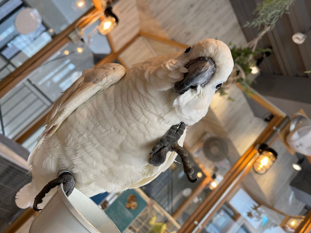 animal cafe fuleca 福島店