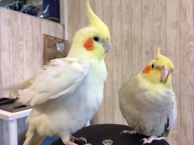 オカメインコが2羽_ダイブショップサンライズ