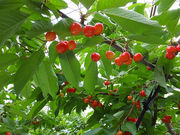 滝口観光果樹園の写真2