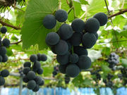 滝口観光果樹園の写真3