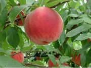 滝口観光果樹園の写真4