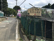 まるかん農園(柏原市観光ぶどうセンター横尾支部)の写真3