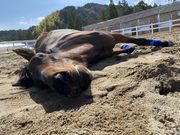 特定非営利活動法人アヴニールファームの写真2