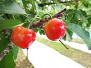 菊池さくらんぼ園の写真3