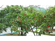 菊池さくらんぼ園の写真4