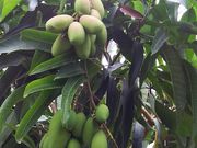 トロピカルフルーツのジャングル探検植物園の写真2