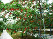さくらんぼ狩り山口農園の写真4