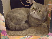 猫カフェ ニャンシーの写真2