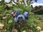 齋藤ガーデン〜田舎カフェ〜の写真3