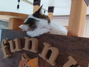 保護猫カフェ funnyCatの写真2