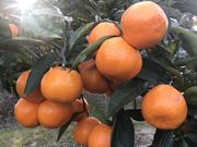 淡路島 里農園の写真3