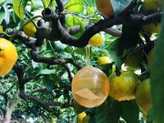 淡路島 里農園の写真4