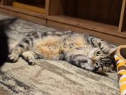猫カフェ きゃりこ 吉祥寺店の写真2
