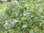 Nicolo Vineyard & Berry Gardenの写真3