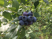 山下ナチュラ農園の写真2