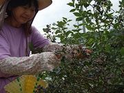 あかま里山農園(飯野村)の写真4