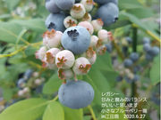 小さなブルーベリー園 in 江田島の写真3