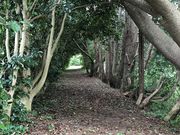 孫の手ブルーベリー園の写真2
