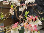 採果の郷の写真2