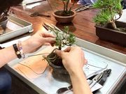BONSAI LABO 凜の写真3