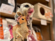animal cafe fuleca 福島店の写真2