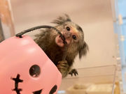 animal cafe fuleca 福島店の写真4