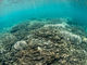 シュノーケルガイド SeaDの写真4