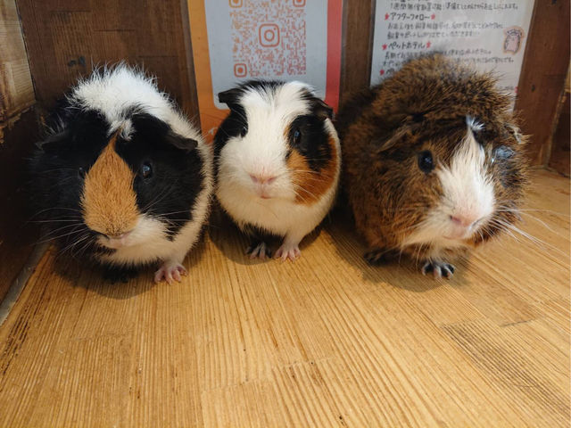 モルモット軍団
_小動物カフェ ロックスター 難波千日前店