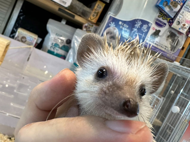 ハリネズミの赤ちゃん_小動物カフェ ロックスター 難波千日前店