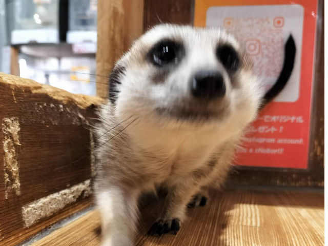 ミーアキャット
_小動物カフェ ロックスター 難波千日前店