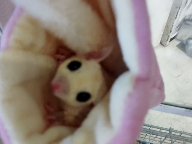 モモンガの赤ちゃん_小動物カフェ ロックスター 難波千日前店
