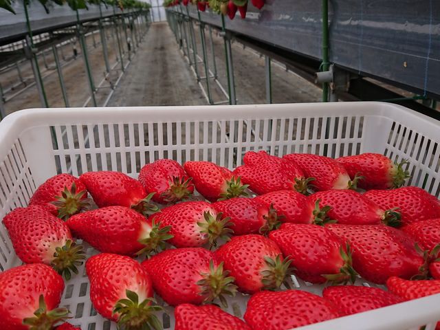 園田いちご園