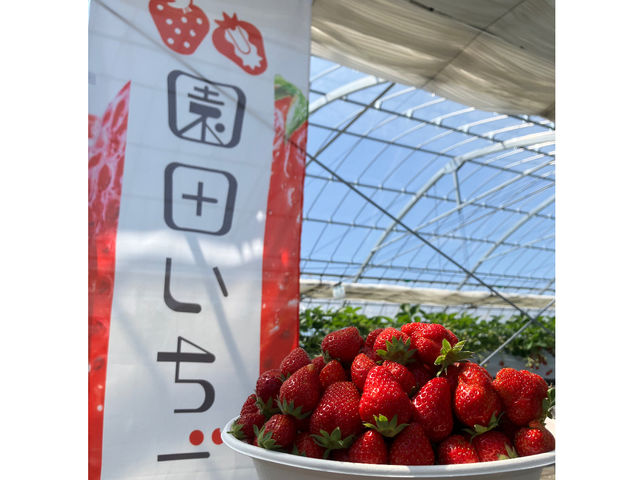 ツヤツヤいちご、摘み取り放題プランあり!_園田いちご園