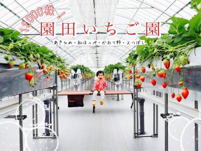 広くてキレイなハウスで、いちごが食べ放題!_園田いちご園