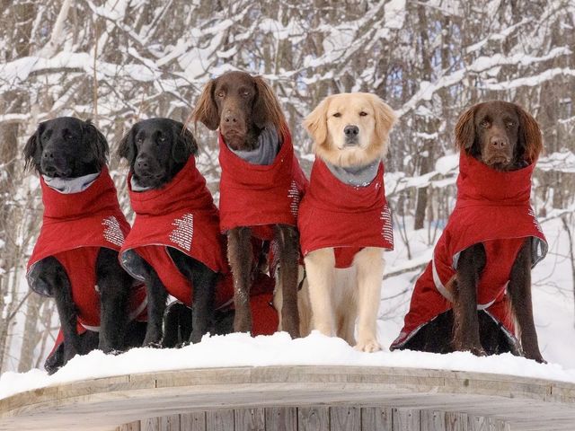 看板犬に会いに来て下さい!_I(あい)犬の森 DOG ADVENTURE CENTER