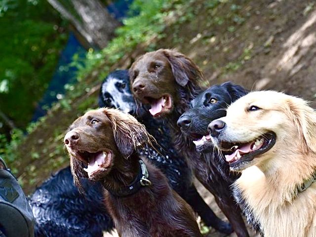 I(あい)犬の森 DOG ADVENTURE CENTER