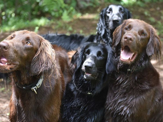 I(あい)犬の森 DOG ADVENTURE CENTER