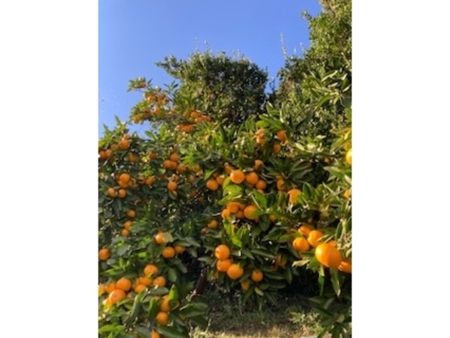 みかん園_大附園