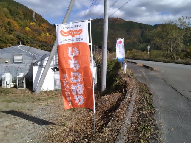 のぼりを目印にお越しください。_東温ゆめいちご