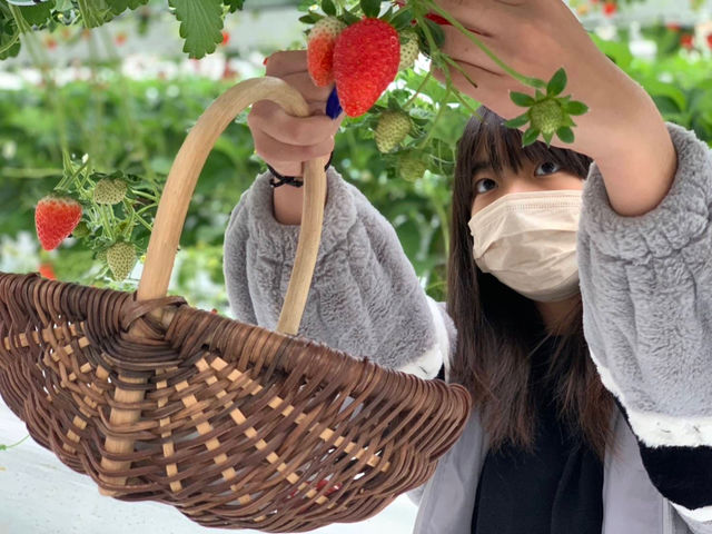 へたの近くまで真っ赤なものが完熟です。よーく探してくださいね。_ichigos Yokohama-イチゴス横浜