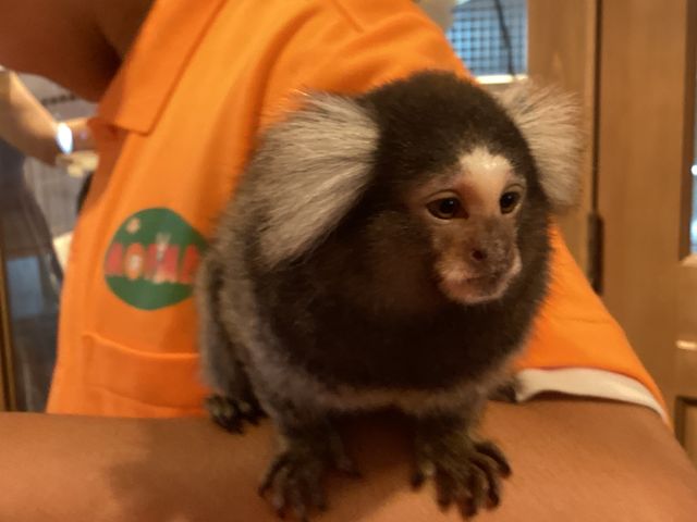 コモンマーモセットさん。元気いっぱいです。_MOFiiNA