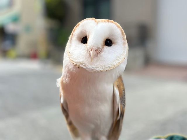メンフクロウのもふりんです。オリジナル缶バッチにもなっている人気者です。_MOFiiNA
