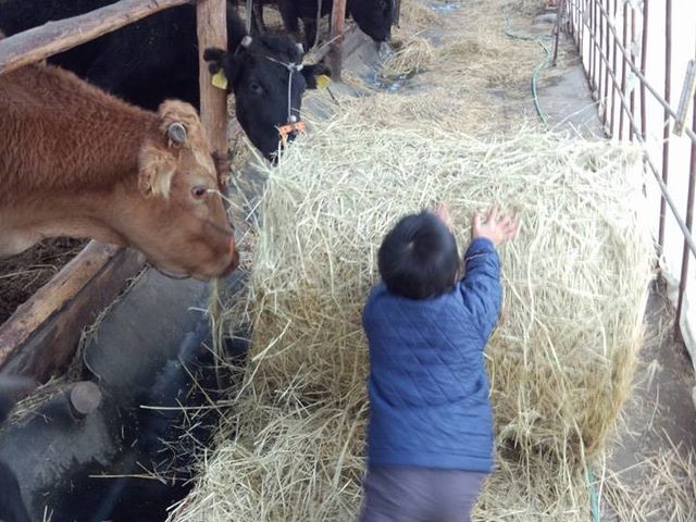 牧草ロール転がし_体験民宿なかむら牧場