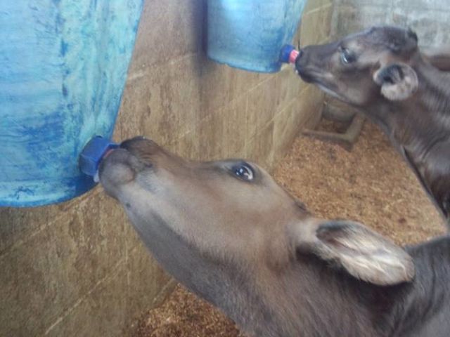 子牛のミルク_体験民宿なかむら牧場