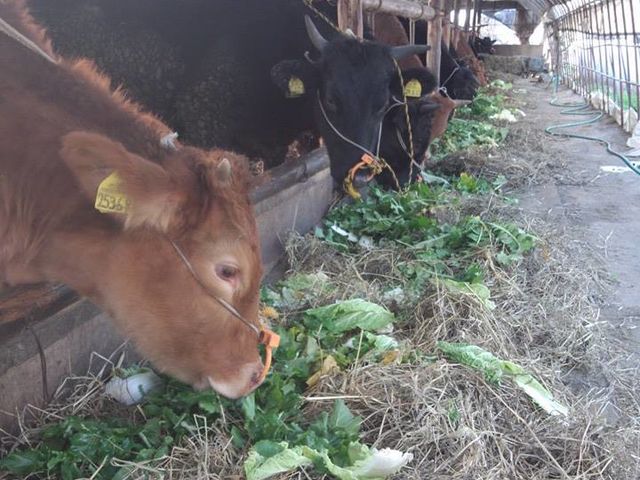 我が家の野菜モリモリ食べる_体験民宿なかむら牧場